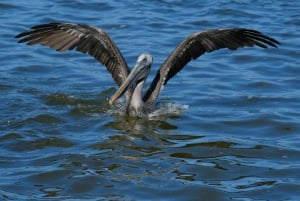 flamingo tour in Rio Lagartos, Yucatan 3 hours