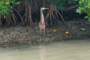 flamingo tour in Rio Lagartos, Yucatan 3 hours