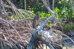 flamingo tour in Rio Lagartos, Yucatan 3 hours