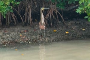 Tour flamingos Rio Lagartos, Yucatan 2 horas
