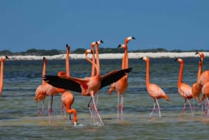 Tour flamingos Rio Lagartos, Yucatan 2 horas