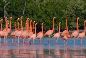 Desde Cancún: Excursión y Comida en Río Lagartos Las Coloradas