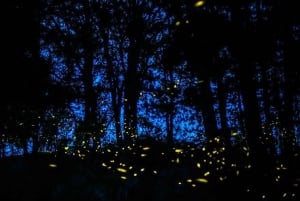 Tour of Tlaxcala and Sanctuary of the Fireflies