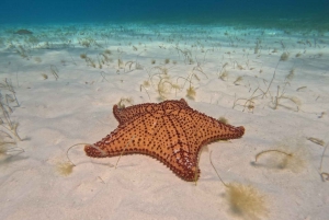 Cancún: Excursión a la Playa del Cielo en Cozumel