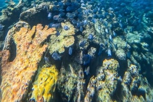 Tulum: 2 horas de snorkel en dos puntos del arrecife de Tulum