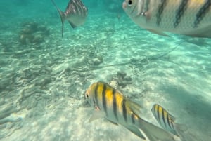 Tulum: tour de día completo en minibús por la bahía de Bacalar con almuerzo