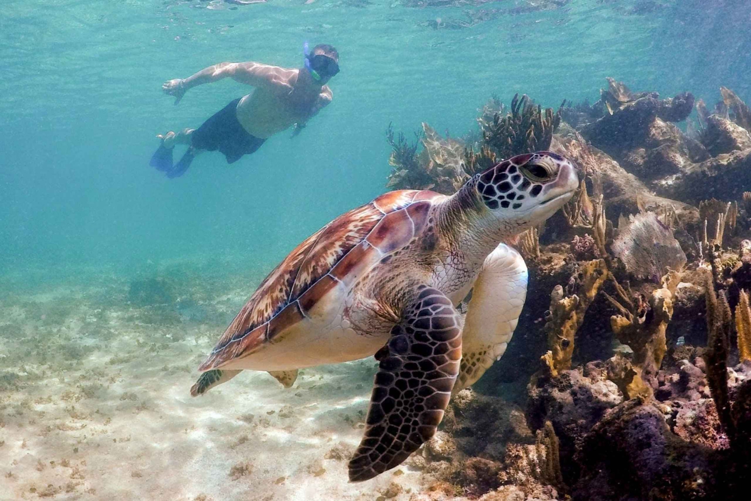 Tulum, Cenote Swim, Turtle snorkelling & Beach Club Combo