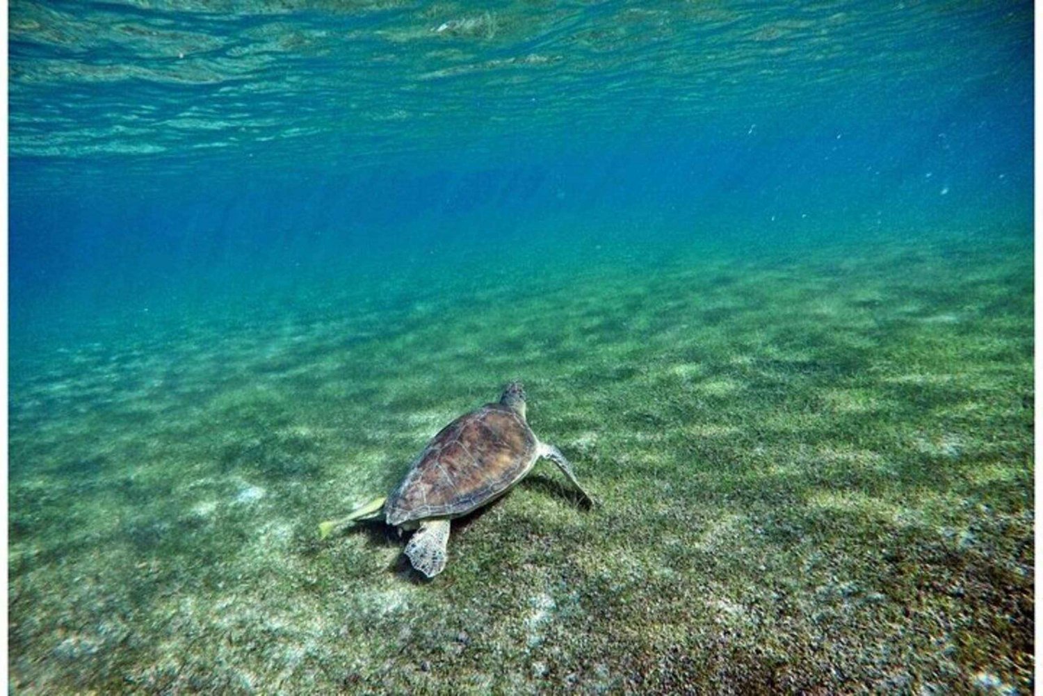 Tulum: ¡Experiencia en la Naturaleza de Medio Día! Tortugas y Cenote