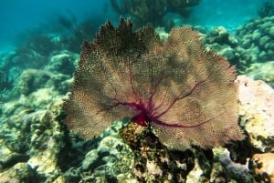 Tulum: ¡Experiencia en la Naturaleza de Medio Día! Tortugas y Cenote