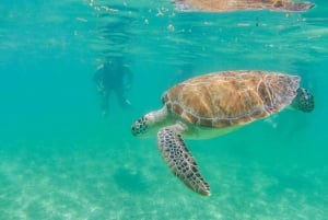 Tulum: ¡Experiencia en la Naturaleza de Medio Día! Tortugas y Cenote