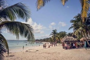 Tulum: ¡Experiencia en la Naturaleza de Medio Día! Tortugas y Cenote