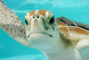 Tulum: ¡Experiencia en la Naturaleza de Medio Día! Tortugas y Cenote