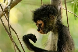 Tulum: Aventura en el Santuario de los Monos