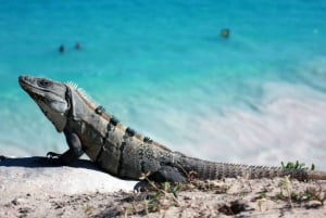 Tulum Ruins; Archaeological Zone Guided Walking Tour