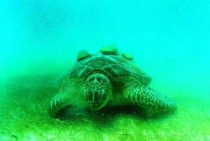 Tulum: aventura de snorkel en cenote y arrecife