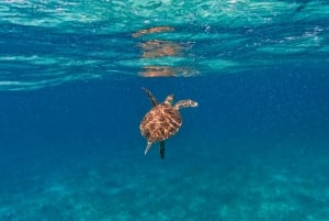 Tulum: Snorkeling at Paradise Reef