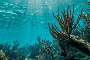 Tulum: Snorkeling at Paradise Reef