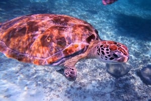 Tulum: Snorkeling at Paradise Reef