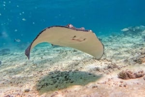 Tulum: Snorkeling at Paradise Reef