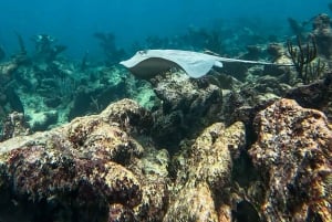 Tulum: Snorkeling at Paradise Reef