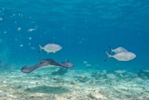 Tulum: Snorkeling at Paradise Reef