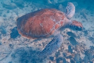 Tulum: Snorkeling at Paradise Reef