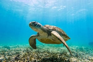 Tulum: Snorkeling at Paradise Reef