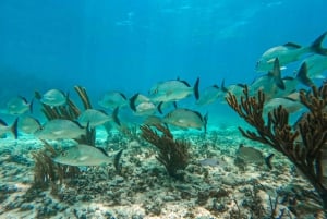 Tulum: Snorkeling at Paradise Reef