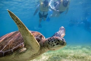 Tulum: Turtle Sighting at Akumal! Undergound Cenote