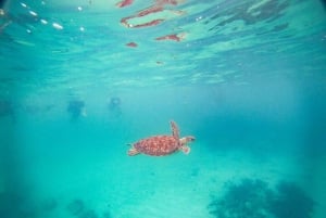 Tulum: Turtle Sighting at Akumal! Undergound Cenote