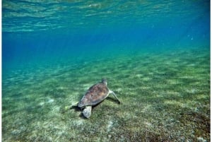 Tulum: Turtle Sighting at Akumal! Undergound Cenote