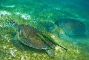 Tulum: Turtle Sighting at Akumal! Undergound Cenote