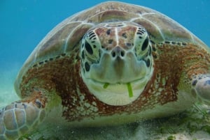 Tulum: Turtle Sighting at Akumal! Undergound Cenote