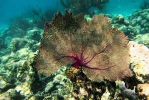 Tulum: ¡Avistamiento de tortugas en Akumal! Cenote subterráneo