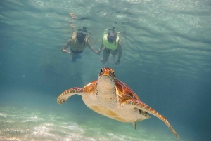 Tulum: Turtle Sighting at Akumal! Undergound Cenote