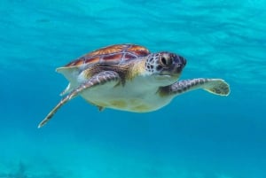 Tulum Turtles Cenote & Beach Club