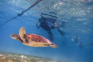 Turtles and Cenotes Tour