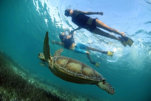 Tour de tortugas y cenotes
