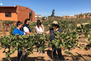 Tour de Cata de Vinos del Valle de Guadalupe