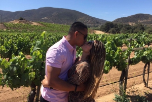 Valle de Guadalupe Wine Tasting Tour