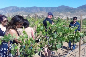 Tour de Cata de Vinos del Valle de Guadalupe