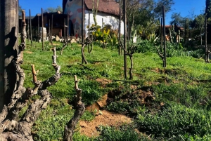 Valle de Guadalupe Wine Tasting Tour