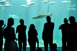 Veracruz: 5-Attraction Tour with Aquarium and Boat Tour