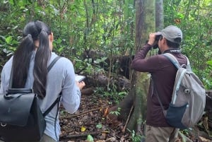 Walking tour in the archaeological site and jungle of Palenque