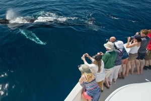 Avistamiento de Ballenas & Delfines Crucero Puerto Vallarta Todo Incluido