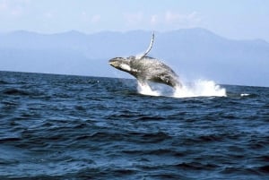 Whale & Dolphin Watching Puerto Vallarta Cruise-Ship All Inclusive