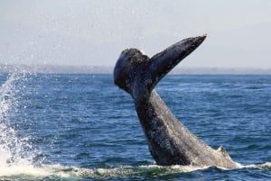 Whale & Dolphin Watching Puerto Vallarta Cruise-Ship All Inclusive