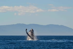 Avistamiento de Ballenas & Delfines Crucero Puerto Vallarta Todo Incluido