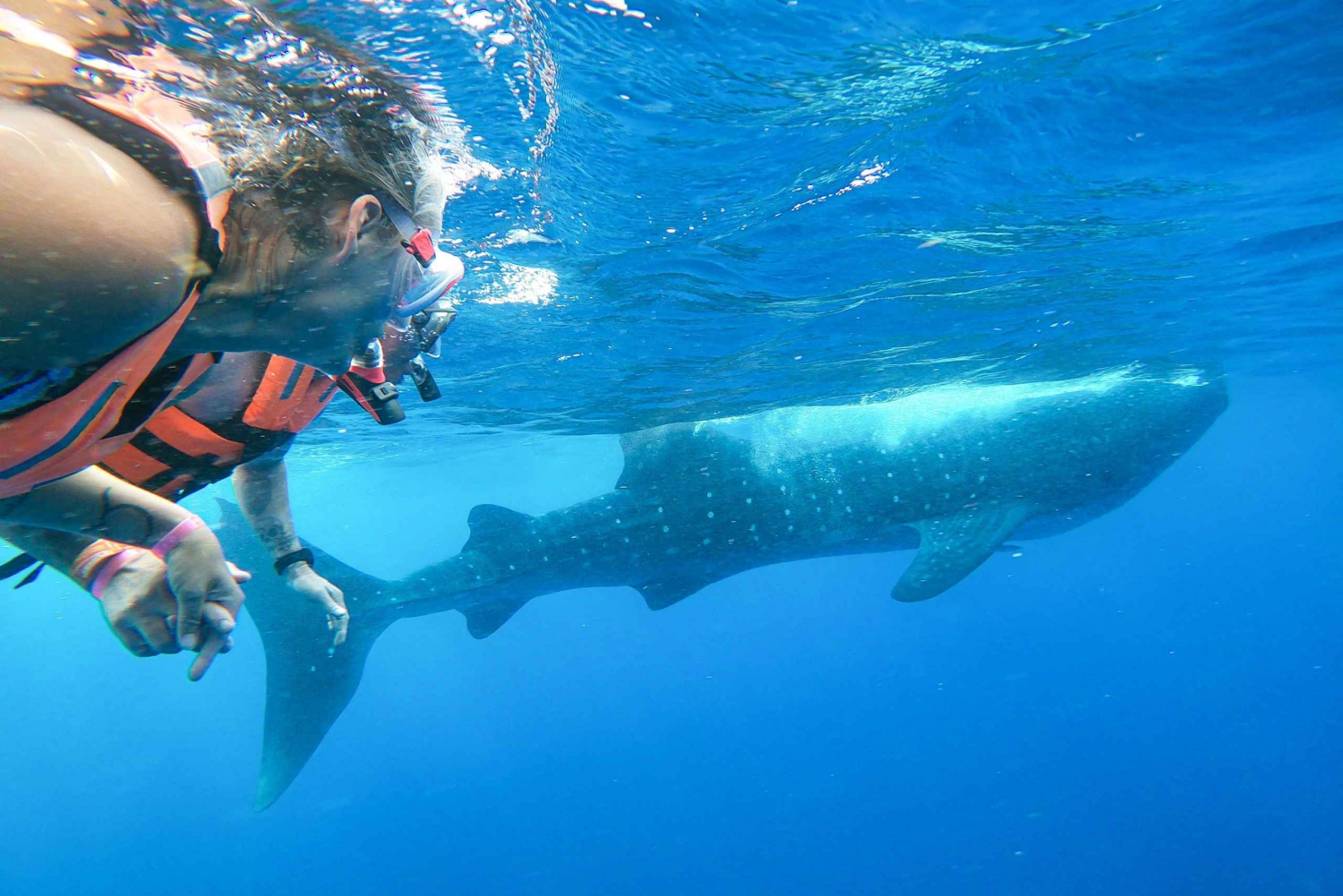 Whale Shark Adventure from Isla Mujeres