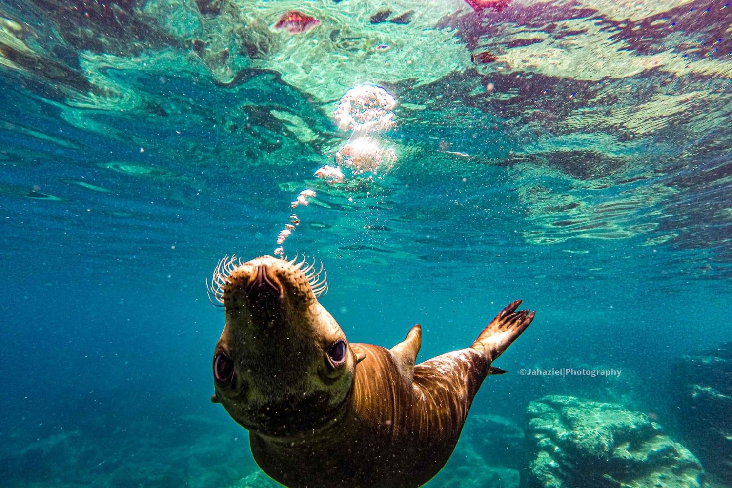 Snorkel con tiburones ballena y leones marinos e Isla Espíritu Santo